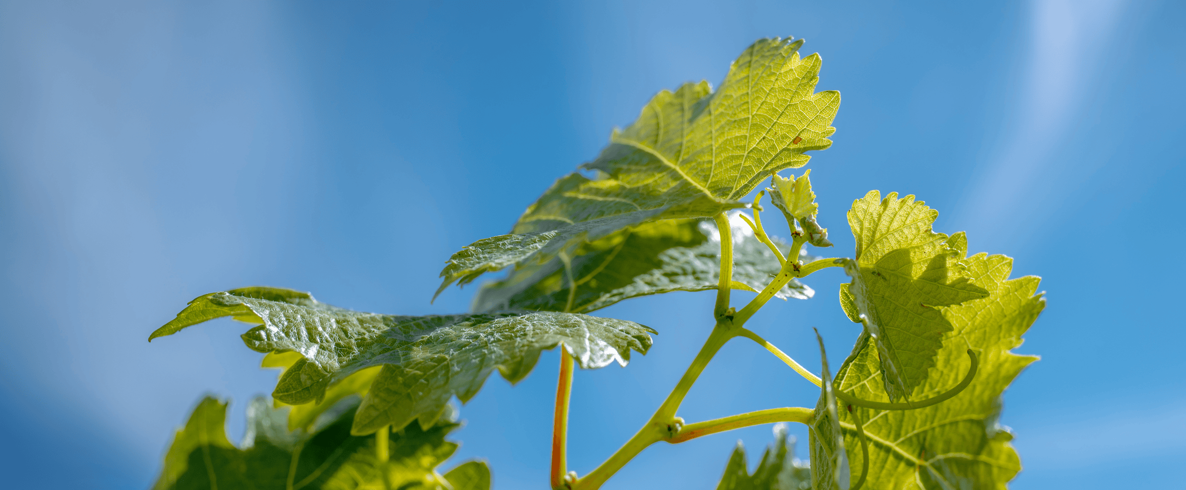 Investigating alternative training systems to boost vineyard productivity – Vintage 2023 winemaking and sensory